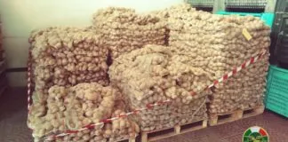 Ieri il personale dell’Ispettorato Centrale per la qualità e la Repressione delle Frodi Agroalimentari (ICQRF) della sede distaccata di Catania, ha sequestrato Kg. 5.500, per un valore commerciale di circa €.6.000, di patate da consumo di dubbia provenienza