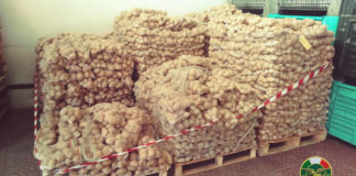 Il Nucleo Operativo Provinciale di Messina CFRS, con il coordinamento dell’Ispettore Ripartimentale delle Foreste Giovanni Dr. Cavallato ha donato (all’Istituto Antoniano Maschile) Kg. 5.500 di patate sequestrate il 30.01.2020