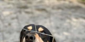 «I cani e i gatti ospitati al Rifugio Don Blasco devono restare a Messina, così come aveva promesso alla cittadinanza il sindaco Cateno De Luca lo scorso dicembre»