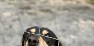 «I cani e i gatti ospitati al Rifugio Don Blasco devono restare a Messina, così come aveva promesso alla cittadinanza il sindaco Cateno De Luca lo scorso dicembre»