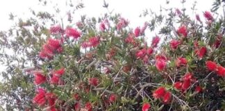 E’ deceduto oggi alle 16 all’Ospedale Piemonte di Messina per una grave patologia, il 50enne ex clochard Luciano D’Antonio