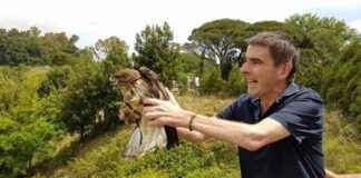 Sabato 30 si svolgerà la 9^ edizione di “10 100 1000 rapaci sul tuo orizzonte – La Magia dello Stretto di Messina” (https://www.facebook.com/events/882033622313558/), con tappe virtuali (visitabili all’indirizzo: www.ceamessina.it) sui Monti Peloritani