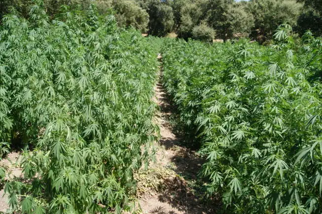 marijuana