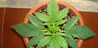 Nei giorni scorsi i Carabinieri della Compagnia di Milazzo, hanno arrestato il 26enne F.P.