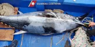 La motovedetta V. 2072, della Sezione Operativa Navale della Guardia di Finanza di Milazzo, la notte scorsa ha colto in flagranza un diportista che con attrezzatura non consentita era dedito alla pesca illegale di tonno rosso