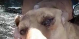 Orrore a Torrenova (Messina): “Picchiata a sangue, colpita a colpi di pala e sepolta viva… la cagnolina salvata miracolosamente da alcuni residenti”