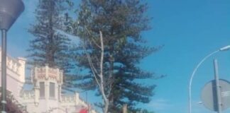 Sono stati ultimati, gli interventi di piantumazione di nuove alberature in via Tommaso Cannizzaro a Messina