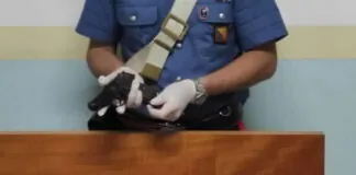 Nella mattinata del 26 giugno, i Carabinieri della Stazione di Roccella Valdemone (ME), dello Squadrone Eliportato Cacciatori di Sicilia e del Nucleo Cinofili di Nicolosi hanno arrestato il 55enne B.M.