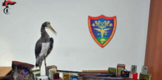 Si è conclusa, dopo un mese di attività nello Stretto di Messina, l’Operazione Adorno 2020, volta alla salvaguardia degli uccelli rapaci migratori, che ha visto impegnati militari del Reparto Operativo SOARDA del Raggruppamento Carabinieri Cites , del Gruppo Carabinieri forestale di Reggio Calabria