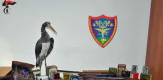 Si è conclusa, dopo un mese di attività nello Stretto di Messina, l’Operazione Adorno 2020, volta alla salvaguardia degli uccelli rapaci migratori, che ha visto impegnati militari del Reparto Operativo SOARDA del Raggruppamento Carabinieri Cites , del Gruppo Carabinieri forestale di Reggio Calabria