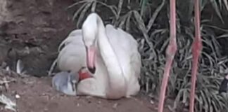 Parco Orleans, “fiocco rosa”: e’ nato un fenicottero in cattività