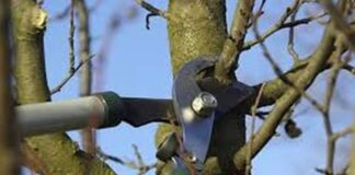 Prosegue l’attività di riqualificazione del verde pubblico con gli interventi di potatura e messa in sicurezza delle alberature cittadine…, a Messina