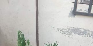 Nelle scorse ore, sono stati attuati dei Servizi… antidroga dalla Polizia di Stato di Messina