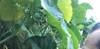 “Buona domenica”