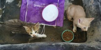 Donna ripresa, mentre getta due gattini a Carimate (Como)