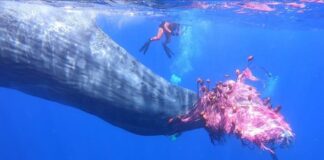 Un altro capodoglio è rimasto impigliato in una rete da pesca illegale al largo di Salina, nell’arcipelago delle Eolie