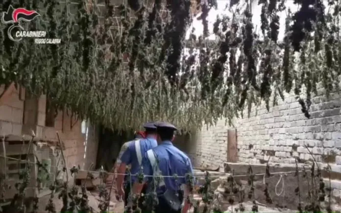 carabinieri-sequestrano-7-mila-piante-marijuana