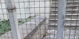 La triste storia, dei gatti della scalinata Caglià-Ferro