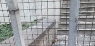 La triste storia, dei gatti della scalinata Caglià-Ferro