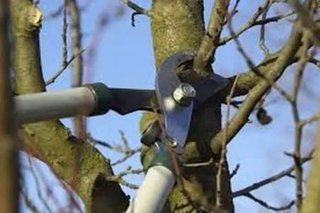 downloadpotatura-alberi-450x300