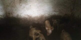 Un allevamento abusivo alla foce del torrente San Filippo, in località Pistunina a Messina era stato sequestrato nello scorso luglio