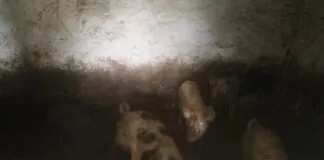 Un allevamento abusivo alla foce del torrente San Filippo, in località Pistunina a Messina era stato sequestrato nello scorso luglio