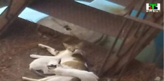 La responsabile di ben due colonie feline (di Messina)…, da qualche giorno risulta positiva al covid 19 e teme per l’incolumità dei gatti che segue con cura e dedizione da diverso tempo