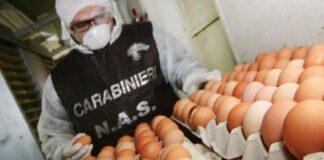 Nelle decorse settimane, i Reparti Tutela Agroalimentare (RAC), unitamente ai Nuclei Investigativi di Polizia Ambientale Agroalimentare e Forestale (N.I.P.A.A.F.) e alle Stazioni dei Gruppi Carabinieri Forestali, sul territorio nazionale, hanno eseguito controlli presso 55 aziende del settore agroalimentare