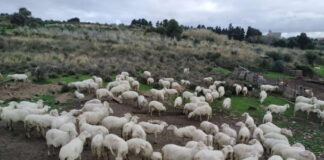 Nell’occhio del mirino della Polizia Specialistica guidata dal commissario Giovanni Giardina, Comandante Vicario della Polizia Municipale di Messina, l’ennesimo allevamento abusivo di ovini rinvenuto nel territorio cittadino