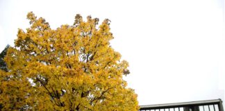 Ad Ivrea, due ragazze di 14 e 11 anni sono state tolte alla madre per essere inserite in comunità