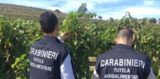 Nella prima fase del corrente anno, i Reparti Tutela Agroalimentare (RAC) e il Reparto Operativo Centrale, sul territorio nazionale, hanno svolto controlli straordinari nel settore dei finanziamenti in agricoltura