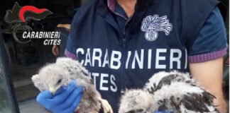 Nell’ambito di controlli finalizzati al contrasto alla detenzione illegale di specie di fauna selvatica protette e al contrasto al bracconaggio di volatili della fauna migratrice, nei giorni scorsi il Nucleo Carabinieri Cites di Catania ha scoperto un canale on line, attivo dal comune di Siracusa, di commercio illegale di esemplari di cardellini (carduelis carduelis), animali tutelati da apposita normativa internazionale