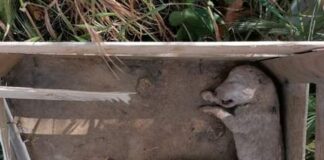 Lo hanno scritto oggi, sulla Pagina Facebook dell’Associazione “Oasi di Ohana – i pelosi di Chiara” che si trova a Santa Margherita di Belice