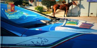 Denunciati in stato di libertà, i due fantini sorpresi ieri mattina all’alba lungo il litorale di Santa Margherita