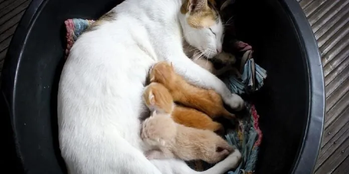 Gatti