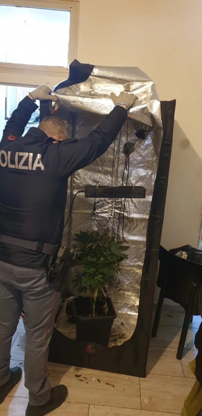 Marijuana