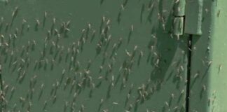 “E’ quanto sta accadendo in questi ultimi giorni, in concomitanza con l’avvio della primavera, soprattutto in alcune zone del territorio della V Circoscrizione”