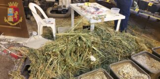 Via Ardeatina (RM): gli addetti della Polizia di Stato, hanno scoperto una serra di marijuana accanto ad un’associazione per il recupero di tossicodipendenti