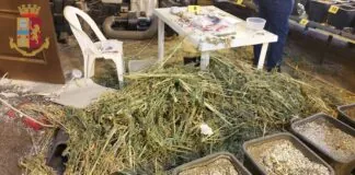 Via Ardeatina (RM): gli addetti della Polizia di Stato, hanno scoperto una serra di marijuana accanto ad un’associazione per il recupero di tossicodipendenti