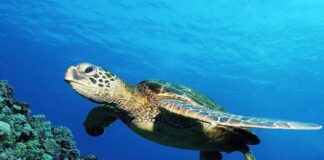 «In vista della stagione estiva e dell’avvio delle attività turistiche in spiaggia, gli interventi di pulizia vengono spesso avviate, da molti Comuni, senza prestare la dovuta attenzione, utilizzando pesanti trattori e persino bulldozer cingolati che sconvolgono la struttura del suolo e le comunità animali e vegetali presenti»