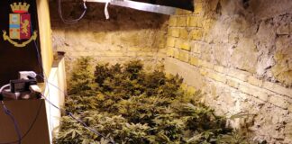 Roma: i poliziotti della Questura, nel marzo scorso hanno sequestrato una serra di marijuana in via della Nocetta e arrestato un cittadino ecuadoriano di 25 anni