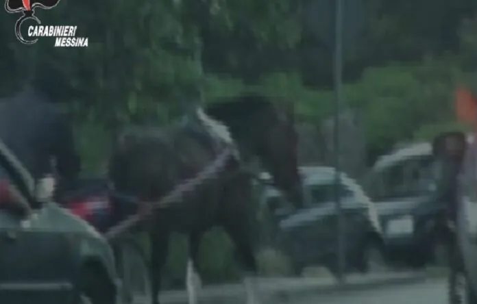 corse cavalli carabinieri Messina
