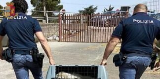 Agenti del Commissariato locale, hanno deferito alla Procura della Repubblica presso il Tribunale di Enna A.R., sessantaquattrenne del luogo per maltrattamenti di animali