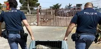 Agenti del Commissariato locale, hanno deferito alla Procura della Repubblica presso il Tribunale di Enna A.R., sessantaquattrenne del luogo per maltrattamenti di animali