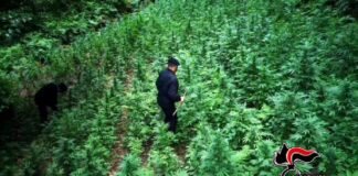 Diversi gli interventi effettuati dai carabinieri reggini, e in particolare nel territorio della piana di Gioia Tauro, nell’ultimo periodo, che si inquadrano nella più ampia e diffusa azione di prevenzione e contrasto dei reati in materia di sostanze stupefacenti