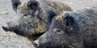 Limitare l’espansione degli animali selvatici, dai daini ai cinghiali, e assicurare ai sindaci i poteri necessari per intervenire tempestivamente in caso di pericolo per l’incolumità pubblica