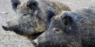 Limitare l’espansione degli animali selvatici, dai daini ai cinghiali, e assicurare ai sindaci i poteri necessari per intervenire tempestivamente in caso di pericolo per l’incolumità pubblica