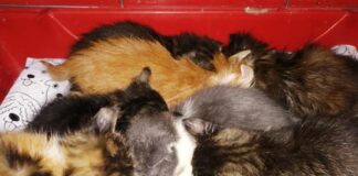 Li hanno salvati gli agenti della Polizia Municipale di Messina, ed ora sono salvi per un… pelo