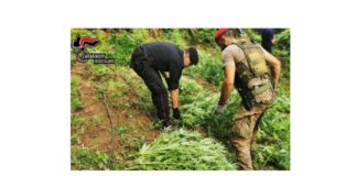 Una piantagione di cannabis tra gli alberi del bosco della “Limina”…, è stata scoperta dai Carabinieri della Compagnia di Taurianova