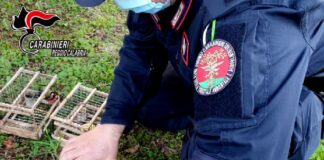 Militari del Nucleo Carabinieri CITES di Reggio Calabria hanno deferito in stato di libertà L.D., settantaduenne del luogo